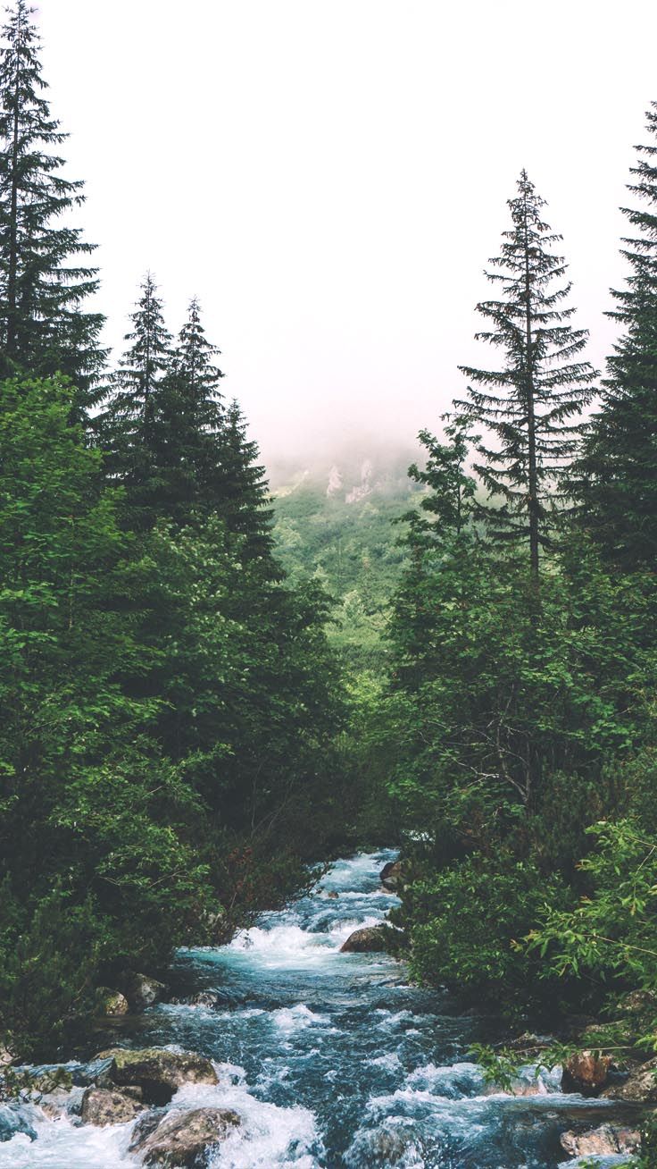 Featured image of post Beautiful Iphone Wallpaper Forest