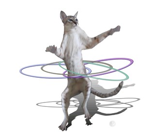 Featured image of post Cat Hula Hoop Gif