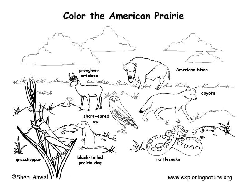 Featured image of post Habitat Coloring Pages