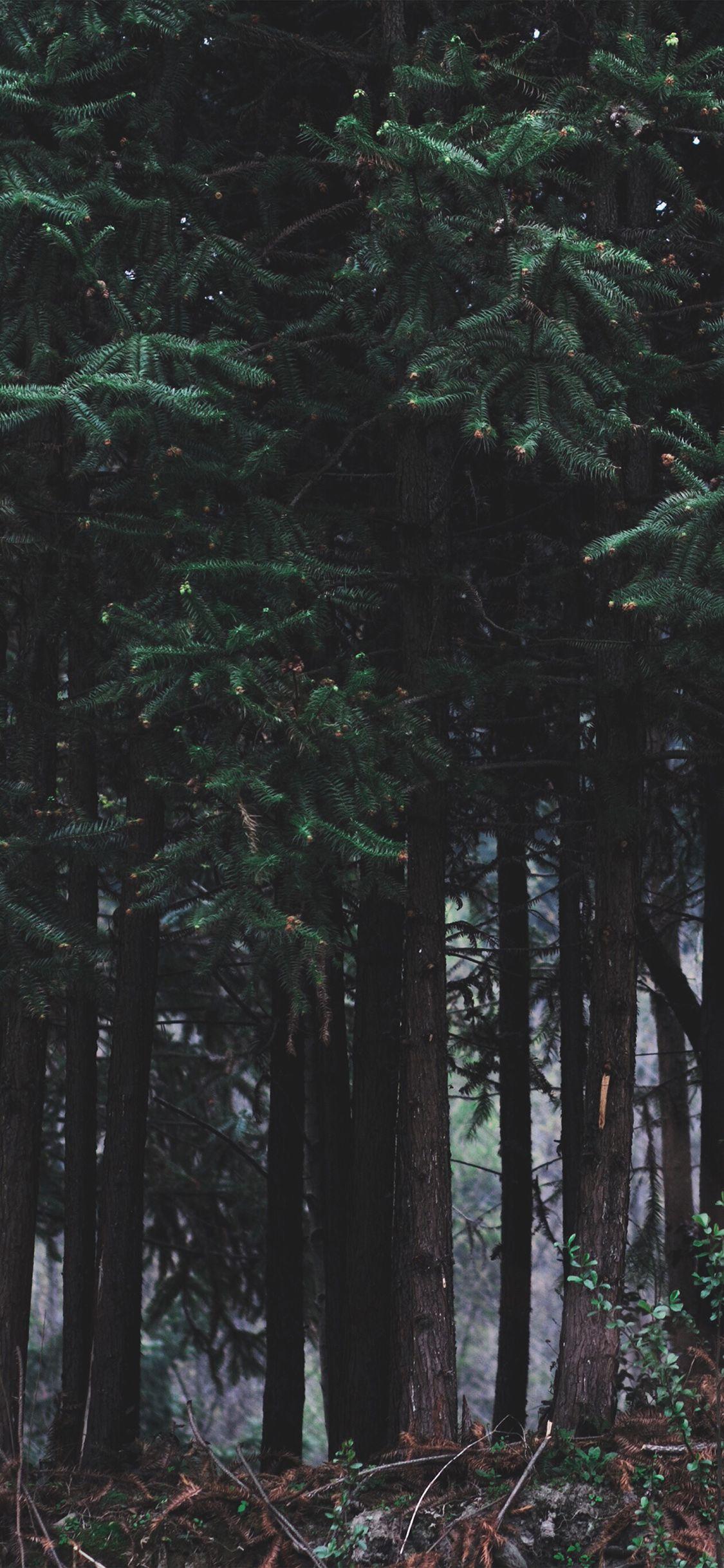 Featured image of post Iphone Wallpaper Forest 4K