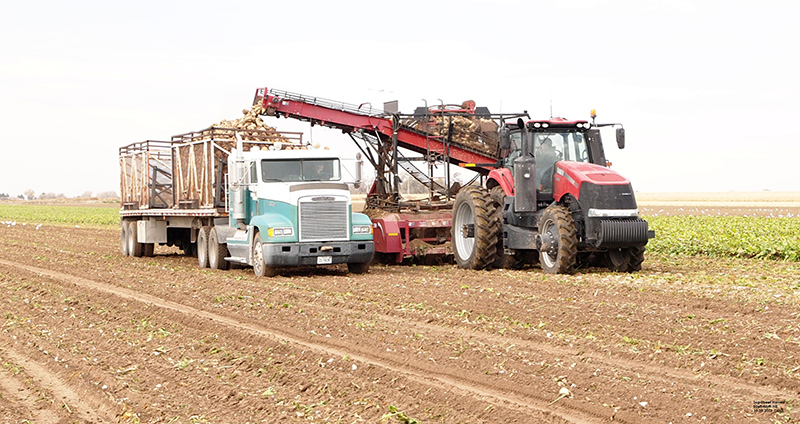 Featured image of post Sugar Beet Harvest Nebraska